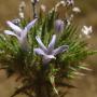 Skunkweed (Navarretia squarrosa): This native is aptly named as it really does smell like a skunk.